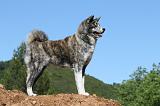 AKITA INU 458